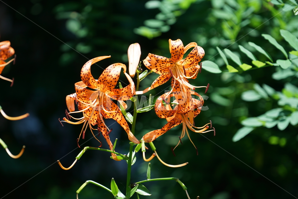 참나리,백합과,여러해살이풀,털중나리,하늘나리,하늘밀나리,식물,flower,꽃,식물,자연,plants,nature,꽃,flower