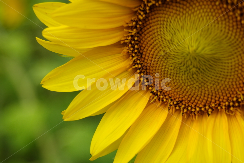 꽃,해바라기,노랑색,여름,컬러,식물,자연,plants,nature,꽃,flower