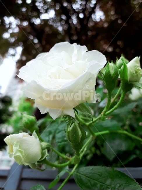 꽃,rose,장미,백장미,flower,식물,자연,plants,nature,꽃,flower