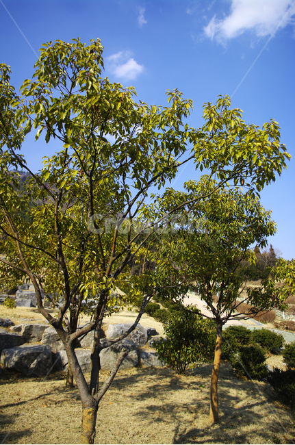 나무,자연,식물,plant,nature,tree