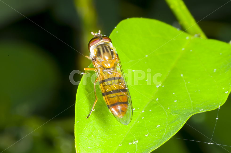 꽃등에,꽃등애,곤충,접사,여름,풀잎,감성,자연,계절,가을곤충,여름곤충,가을
