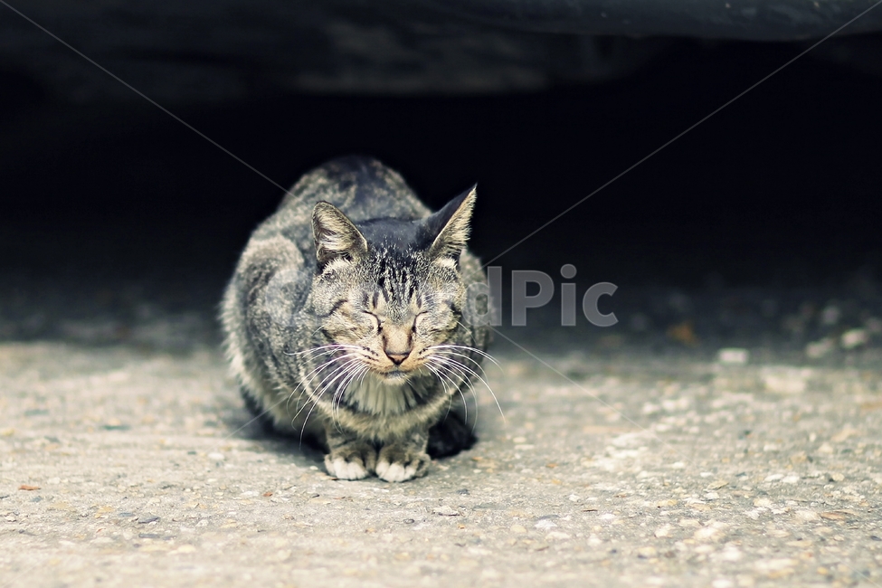 cat,sleeping,고양이,동물,감성사진,동물,animal,포유류,mammal,고양이,cat,kitten,kitty