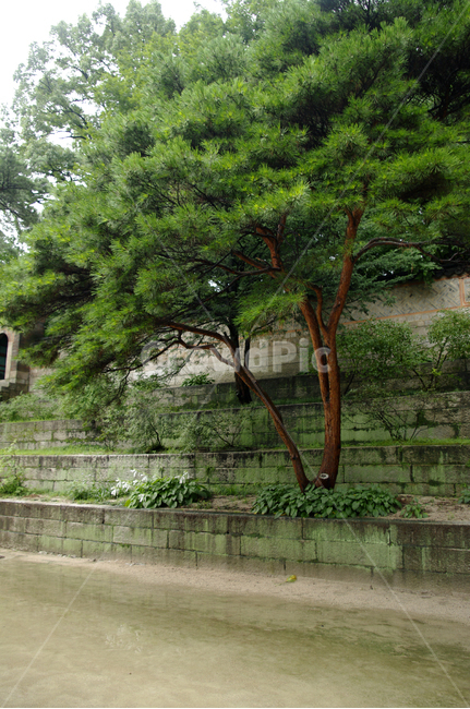 식물,plant,자연,nature,나무,자연,풍경,nature,landscape,tree