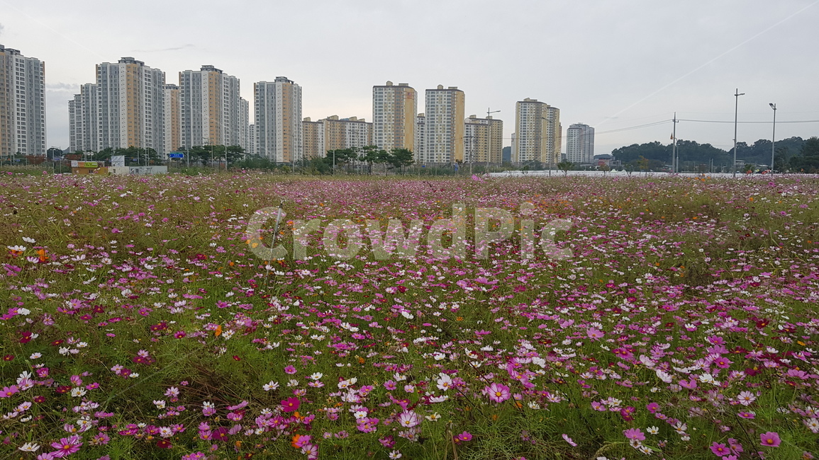 grassland,목초지,outdoors,옥외,field,들,nature,자연,farm,농장,countryside,한지방,rural,코스모스
