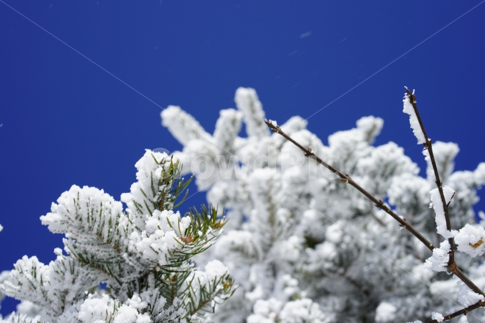 눈꽃,상고대,설산,겨울산,겨울,자연,풍경,산,겨울,계절,winter,season,식물,자연,plants,nature