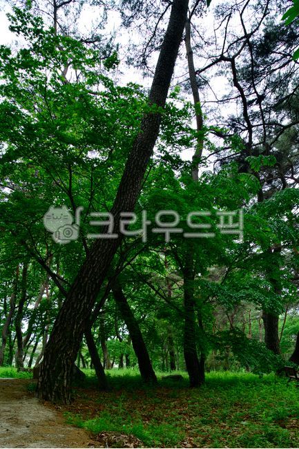 spring,pine tree,forest,tree trunk,Gyeongnam,green,nature,plant,Geochanggun