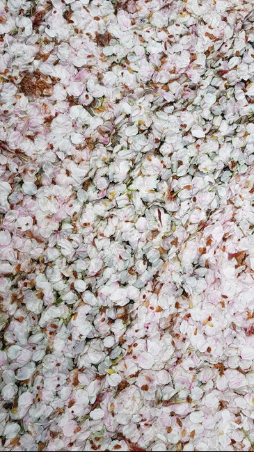 flower,꽃잎,petal,rug,벚꽃,blossom봄꽃봄