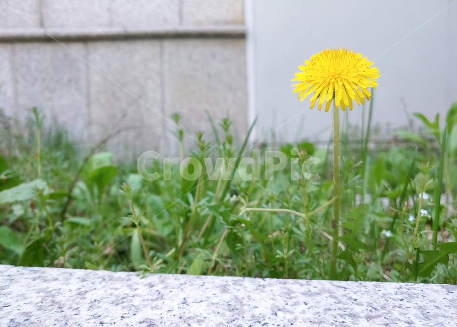 민들레,꽃,노란색,노랑,식물,생명,green,yellow,dandelion,plant,초록,뜰,풀,flower,creature,nature,자연,outdoors,옥외,귀여움,작은,싱그러움,상쾌함,봄,감성