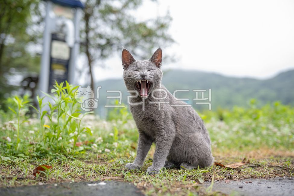 Cat,stray cat,meow,gray cat,cat eating churu,cat eating snack,back view,cat back view,yawning cat,mammal,animal,wild animal