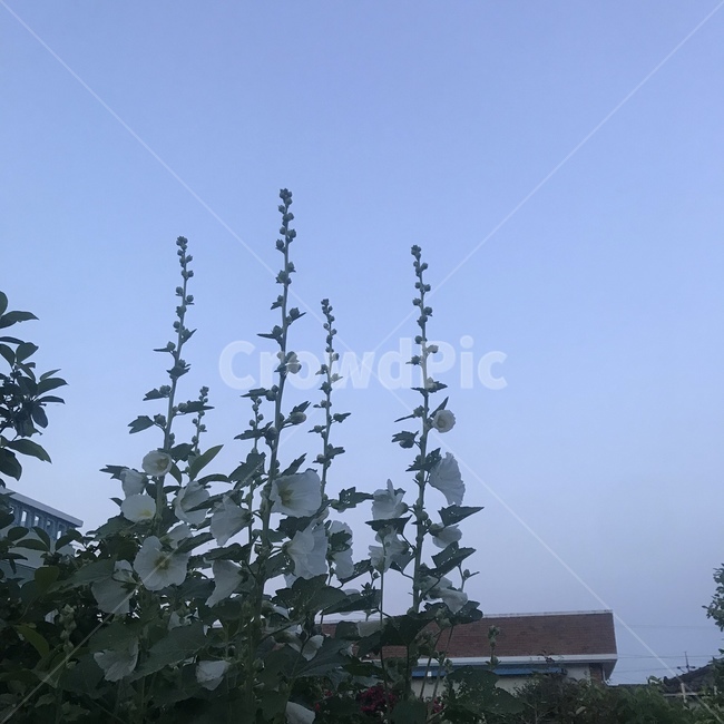 plant,꽃,식물,하늘,감성,식물,자연,plants,nature,꽃,flower