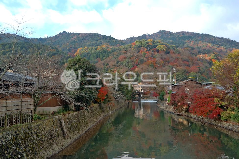 kyoto,Kyoto,japan,rail,tree,leaf,Arashiyama,plant,maple,train,Maple