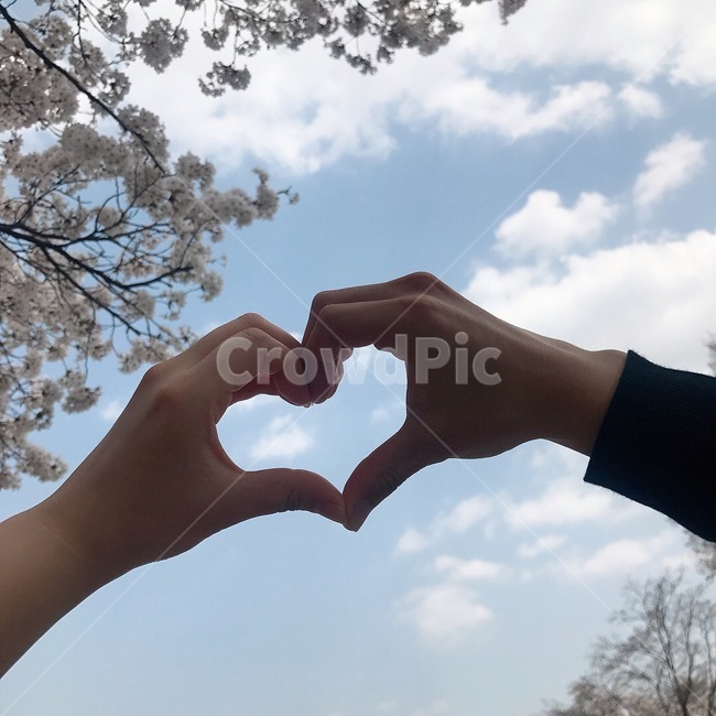 사랑,벚꽃,하트,손하트,연인,하늘,봄,연애,사람,인물,인간,human,person,신체일부,몸,body,감정표현,기분,feeling,emotion