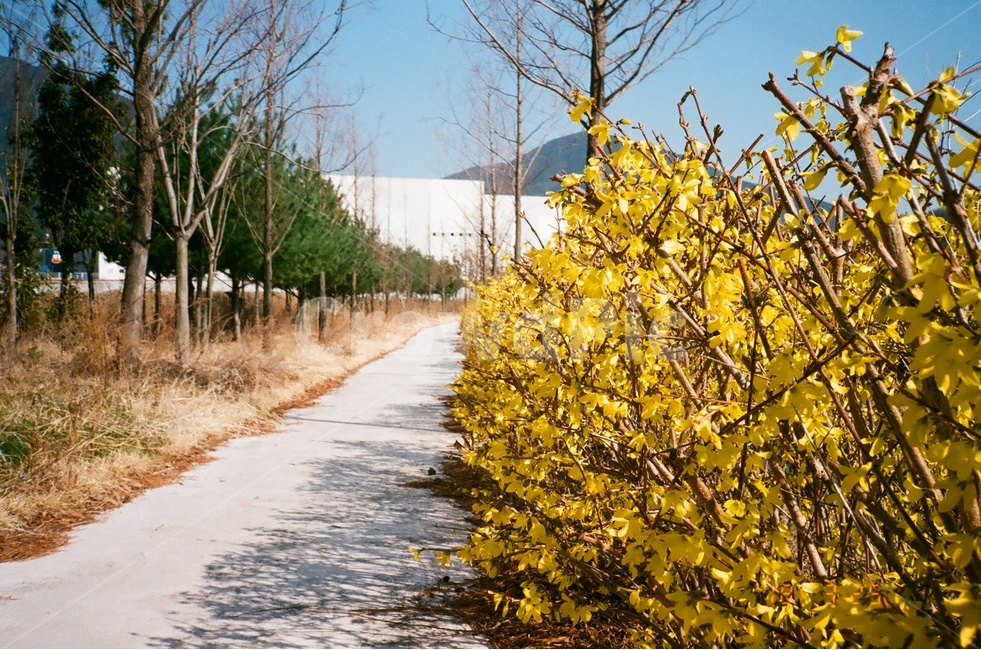 개나리,노란꽃,봄,필름사진,개나리사진,봄,계절,spring,season,식물,자연,plants,nature,꽃,flower