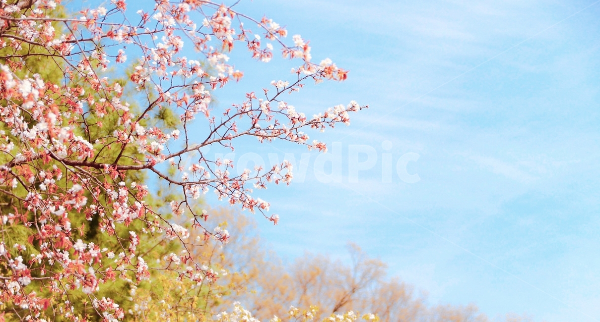 꽃,나무,나뭇가지,봄,벚꽃,하늘,식물,분홍색,봄,계절,spring,season,자연,풍경,nature,landscape,식물,plants,꽃,flower,plant,blossom