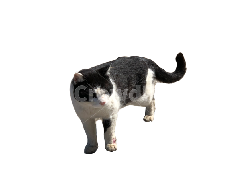 누끼,고양이,배경제거,귀여운,작은,동물,3마리,cat,cute,feline,pet,animal,small,kitty,png,removed