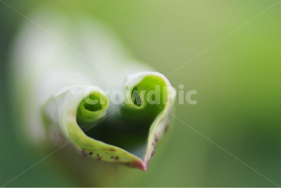 연,연꽃,연잎,핫트,핫트모양연잎,식물,자연,plants,nature