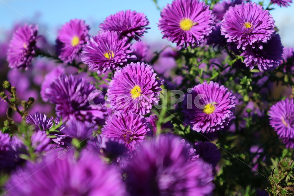 꽃,flower,보라색,purple,자연,nature,가을,fall,식물,자연,plants,nature,꽃,flower