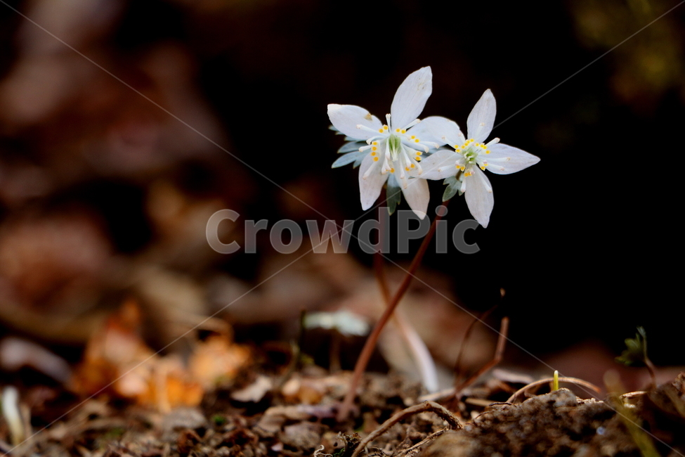 야생화,꽃,들꽃,식물,풍경,식물,자연,plants,nature,꽃,flower