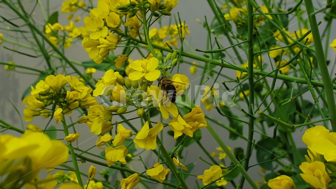 벌,노란색,유채꽃,꿀벌,매크로,접사,귀여움,yellow,bee,일벌,work,봄,계절,spring,season,식물,자연,plants,nature,꽃,flower,동물,animal,곤충,벌레,insect,bug