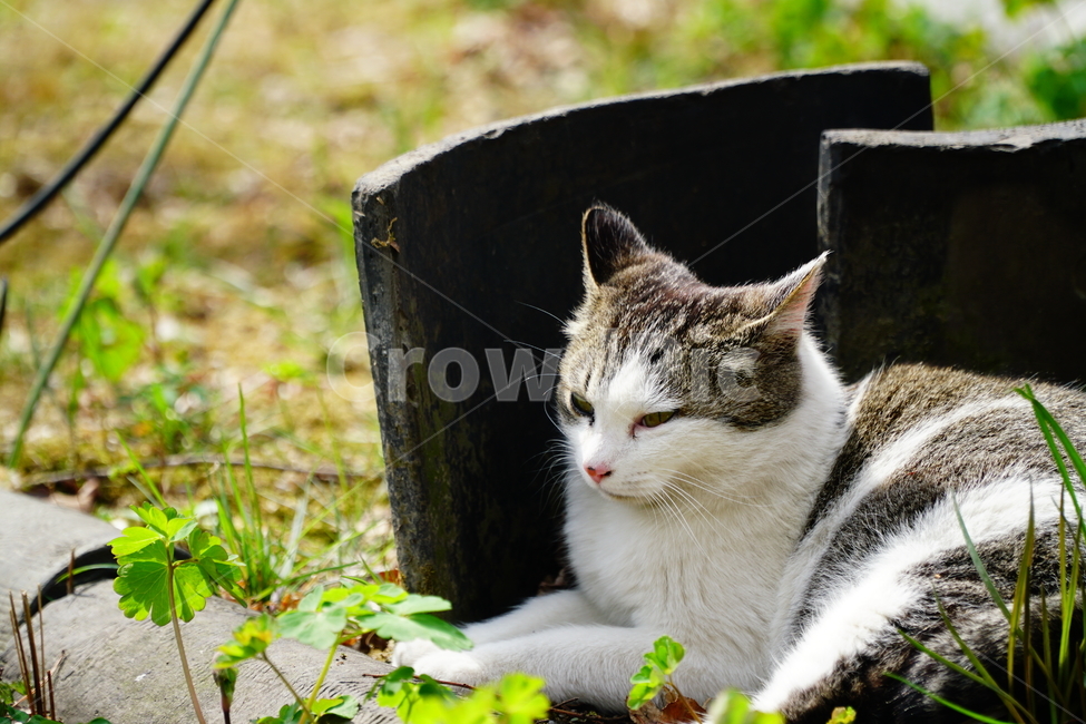 고양이,길고양이,동물,포유류,cat,animal,야옹,냐옹,야옹이,냐옹이,삼색고양이,4월,봄,april,spring,풍경,landscape,alleycat,짐승,식물,꽃밭,화단,동물,animal,포유류,mammal,고양이,cat,kitten,kitty