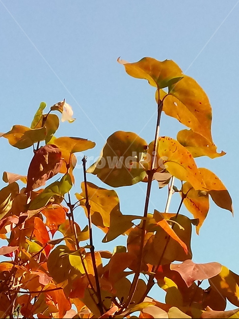 낙엽,단풍,leaf,나뭇잎,단풍나무,식물,자연,maple,나무,낙엽활엽관목,잎,붉은잎,가을,계절,fall,autumn,season,식물,자연,plants,nature,plant