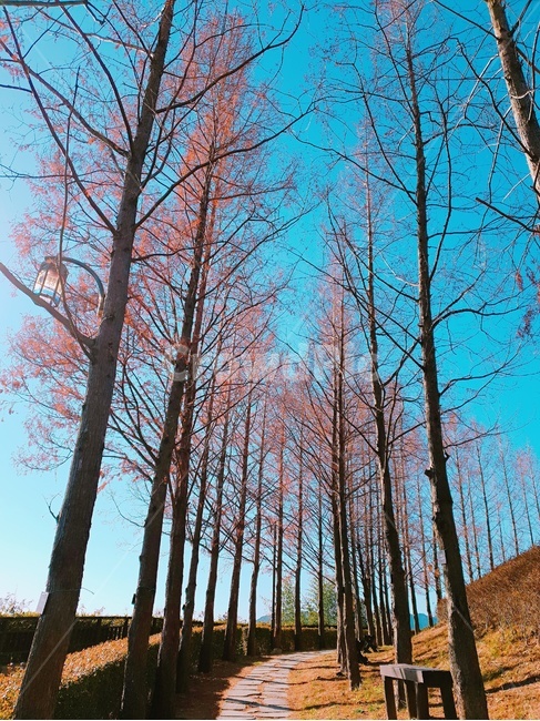 산책로,공원,가을,단풍,나무,하늘,청명,배경사진,가을,계절,fall,autumn,season,나무,trees,wood,tree,plant,식물,tree trunk,나무 줄기