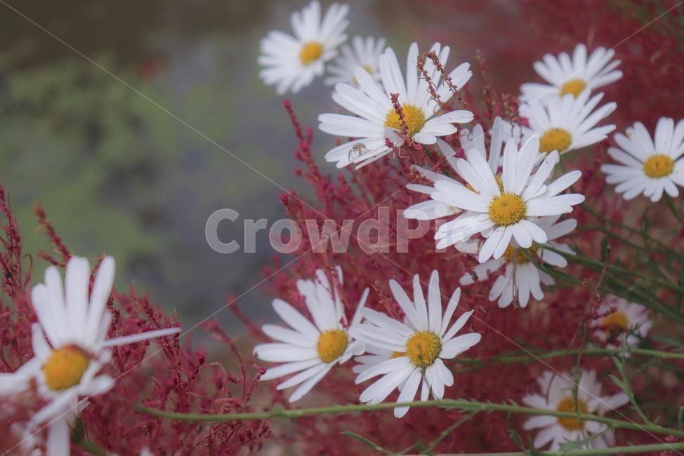 꽃,가을,감성,색감,톤다운,자연,식물,자연,plants,nature,꽃,flower