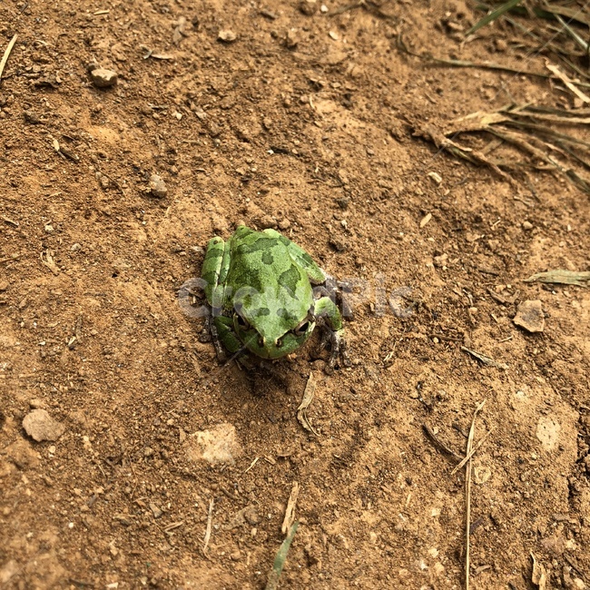 ground,바닥,soil,흙,개구리,frog,파충류,양서류,reptile,amphibian