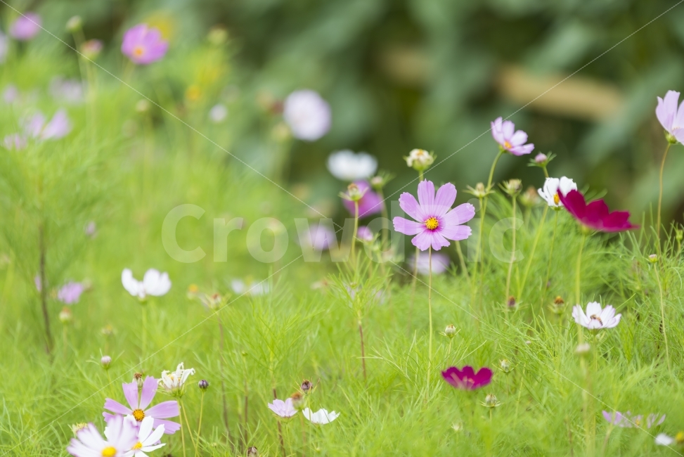 데이지,코스모스,여름,화단,야생화,공원,분홍,봉오리,꽃봉오리,핑크,pink,green,flower,leaf,정원,가든,자연,식물,garden,field,nature,plant,purple,보라색,자주색,꽃,배경,배경이미지,배경화면,바탕화면,background,식물,자연,plants,nature,꽃,flower
