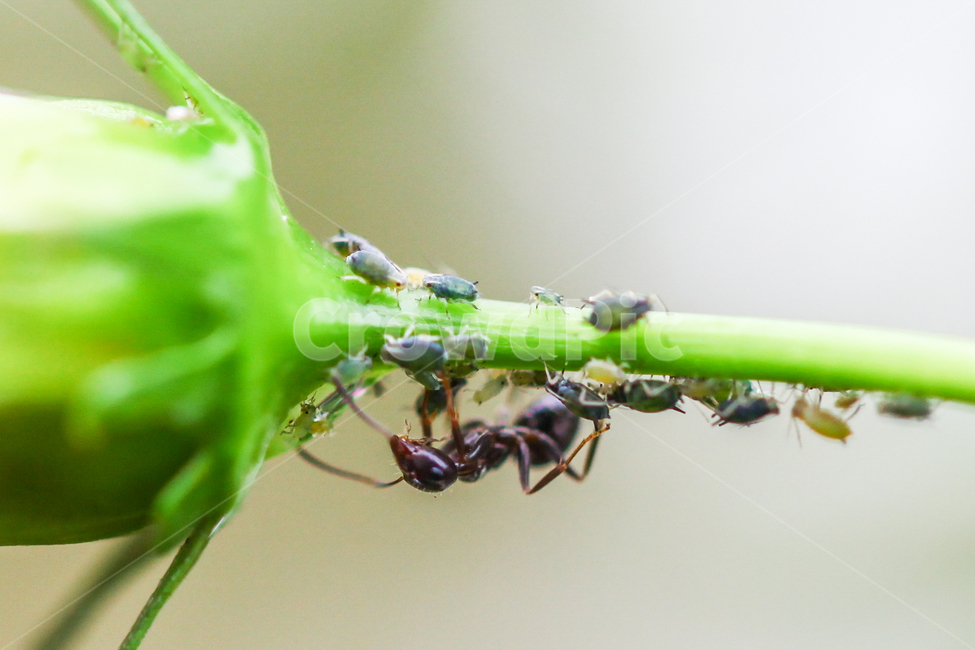 공생,개미,진딧물,ant,곤충,접사,macro,동물,animal,곤충,벌레,insect,bug