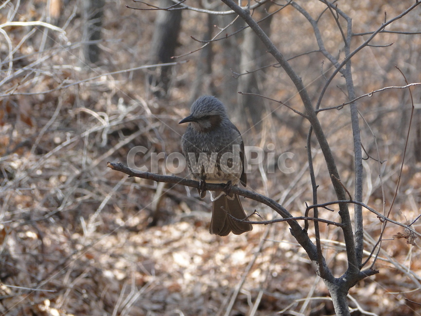 새,참새,동물,bird,animal
