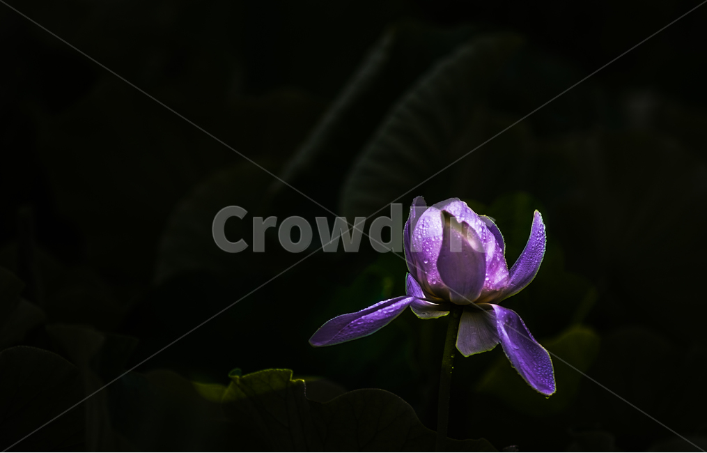 연,꽃,연밭,식물,수생,자연,식물,자연,plants,nature,꽃,flower