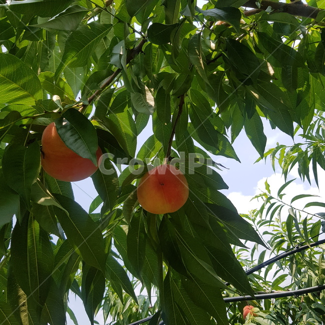 복숭아,복숭아나무,과일,과일나무,여름,peach,열매