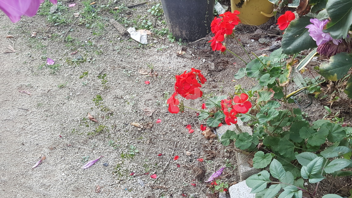 꽃,자연,예쁜꽃,아름다움,식물,식물,자연,plants,nature,꽃,flower
