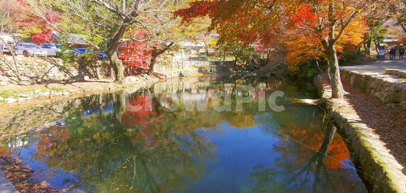 절,한국,korea,plant,식물,단풍,maple,nature,tree,나무,자연,water,물