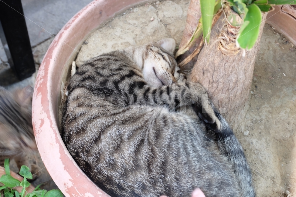 고양이,길고양이,낮잠,화분,냥이,동물,동물,animal,포유류,mammal,고양이,cat,kitten,kitty
