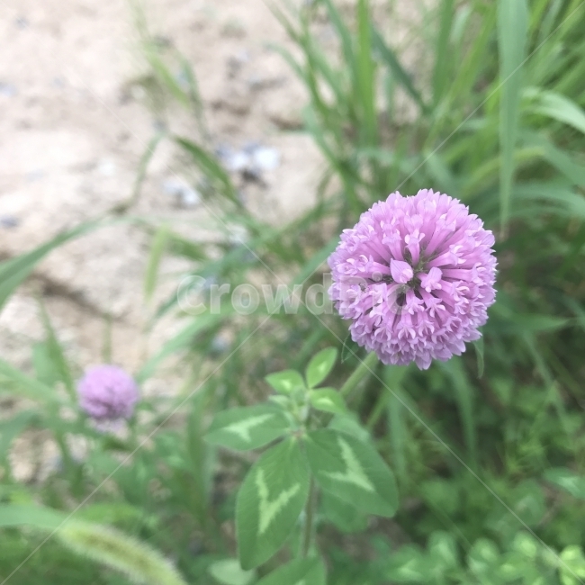 붉은토끼풀,토끼풀,클로버,레드클로버,RedClover,콩과,샐러드용,식용,보라꽃,식물,꽃,Flower,식물,자연,plants,nature,꽃,flower