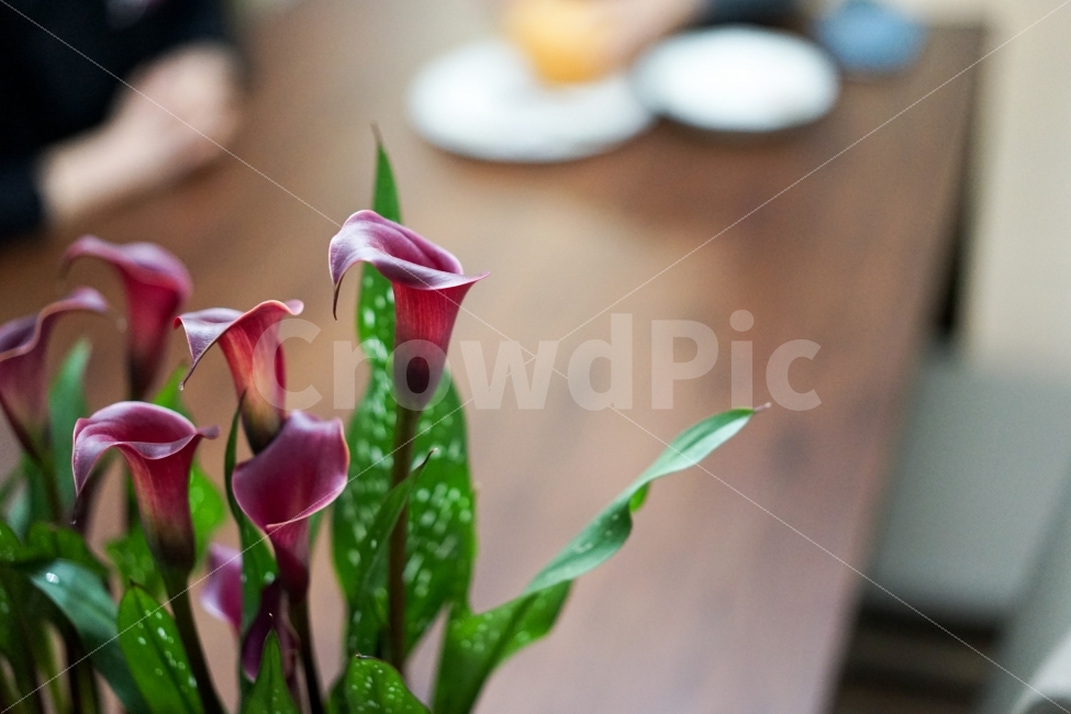	꽃,플라워,카라,레드,감성사진,감성,식물,생명,아름다움,색감,빨강,장식,취미,식물,자연,plants,nature,꽃,flower,실내용화초,화분,화초,house plant,인테리어,실내디자인,interior design