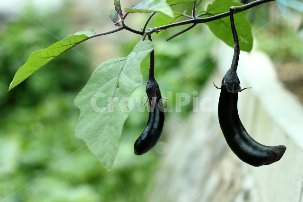 가지,가지나물,채소,가지배배,가지밭,가지농사,야채,식물,자연,plants,nature