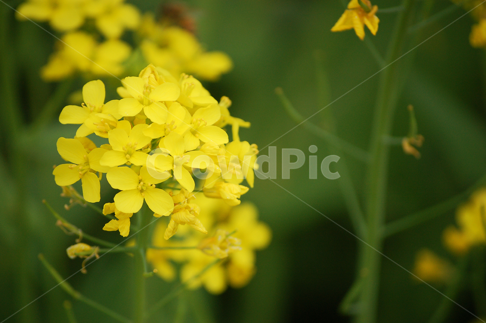 꽃,노란꽃,봄,flower,spring,plant,식물,자연,nature,꽃잎,leaf,식물,자연,plants,nature,꽃,flower