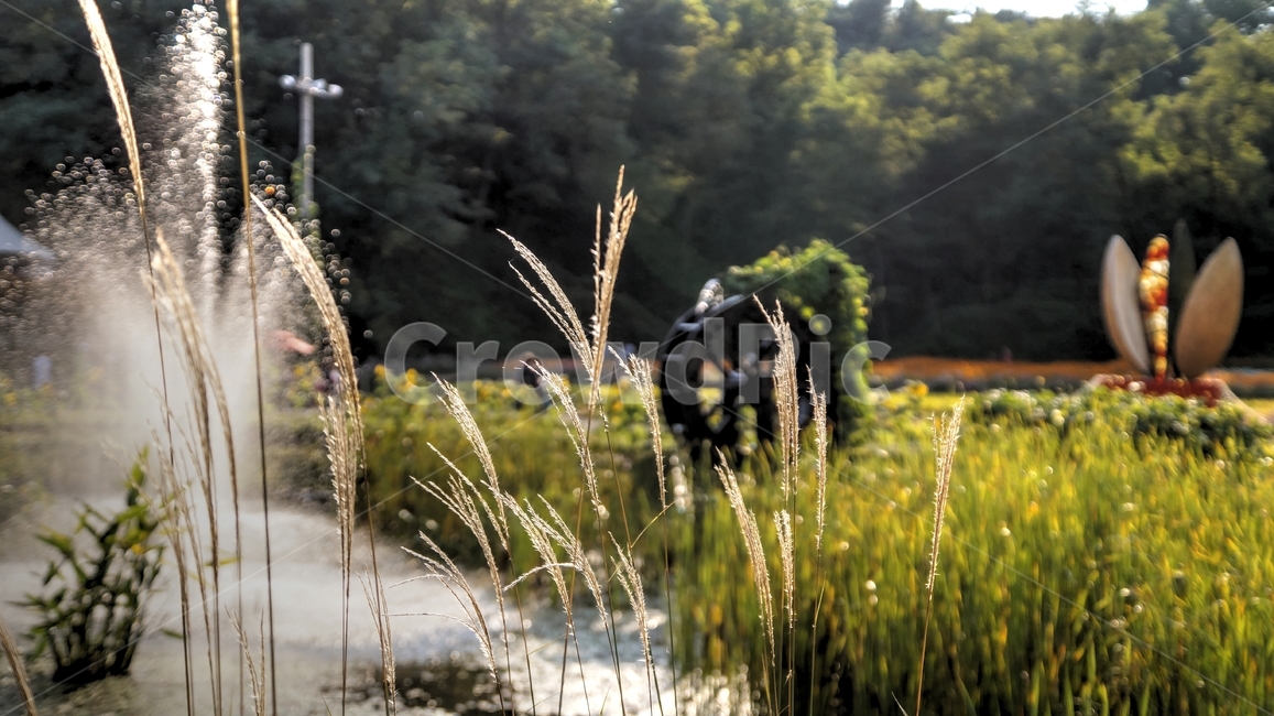 가을풍경,억새,물래방아,가을분위기,식물,grass,잔디