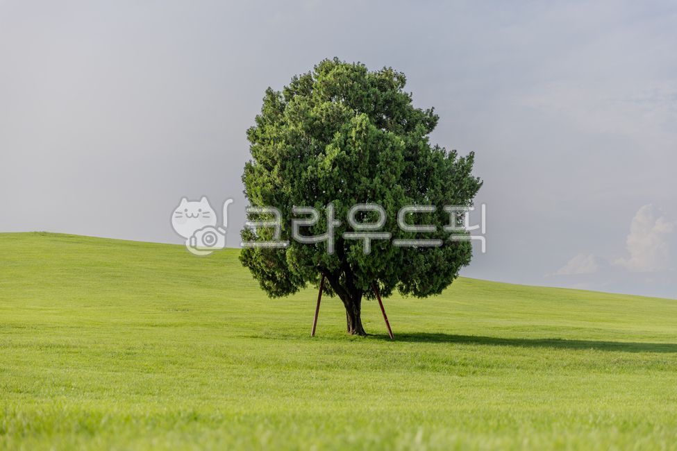 나무,tree,field,필드,grassland,목초지,자연,nature,공원,풀,풀밭,잔디,잔디밭,하늘,구름