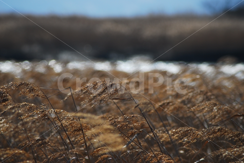 갈대,갈대밭,가을,가을풍경,자연,가을,계절,fall,autumn,season,식물,자연,plants,nature,plant,grass,잔디,lawn,reed