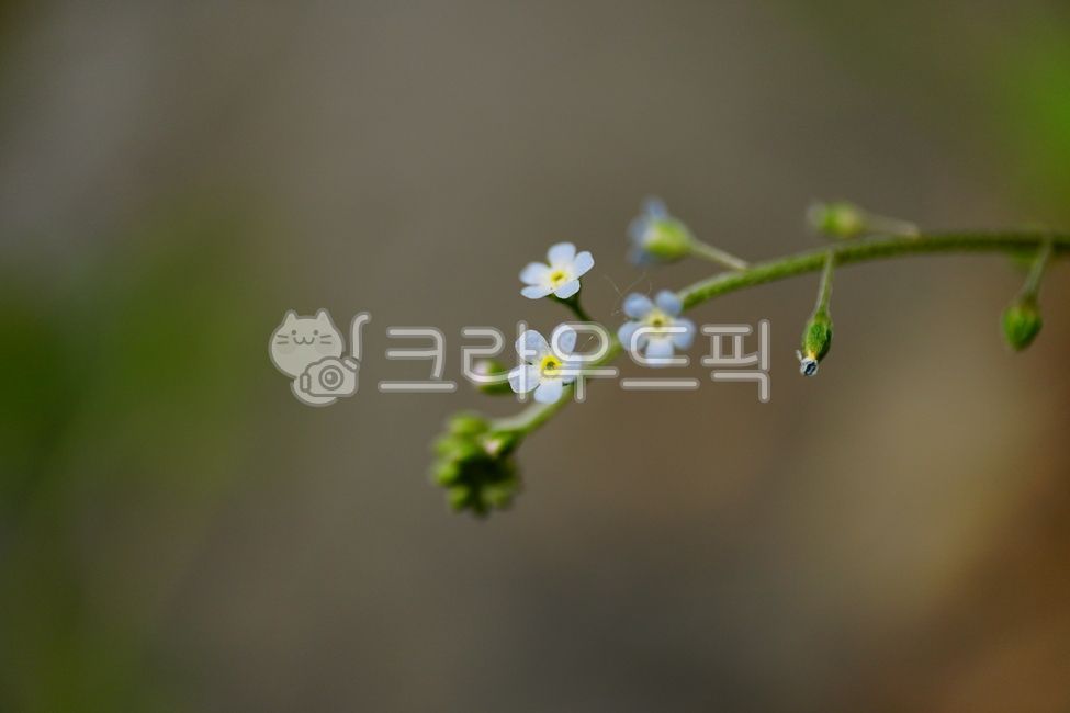 잣냉이,꽃마리,부지채,두해살이풀,commonasiantrigonotis,trigonotispeduncularis,꽃,플라워,flower,봄꽃,springflower,봄,spring,블라썸,blossom,식물,plant,자연,nature