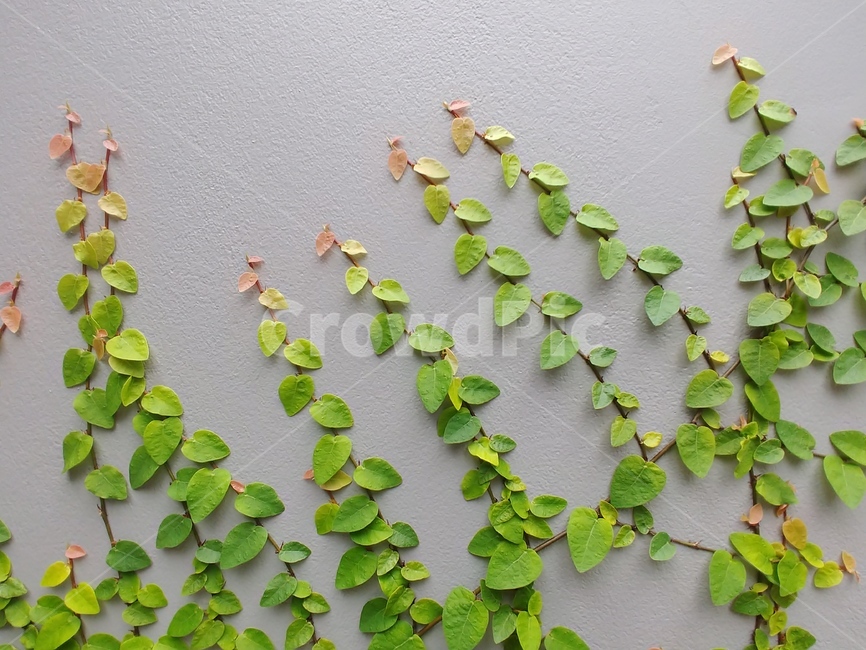 담쟁이,덩쿨,초록,하얀벽,이제시작하는,식물,자연,plants,nature