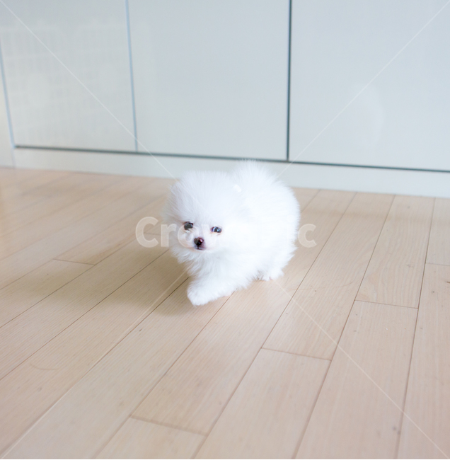 개,포메리안,동물,애완동물,반려견,흰색,털,귀여움,pet,animal,포유류,dog,엉덩이,동물,animal,포유류,mammal,개,강아지,dog,doggy