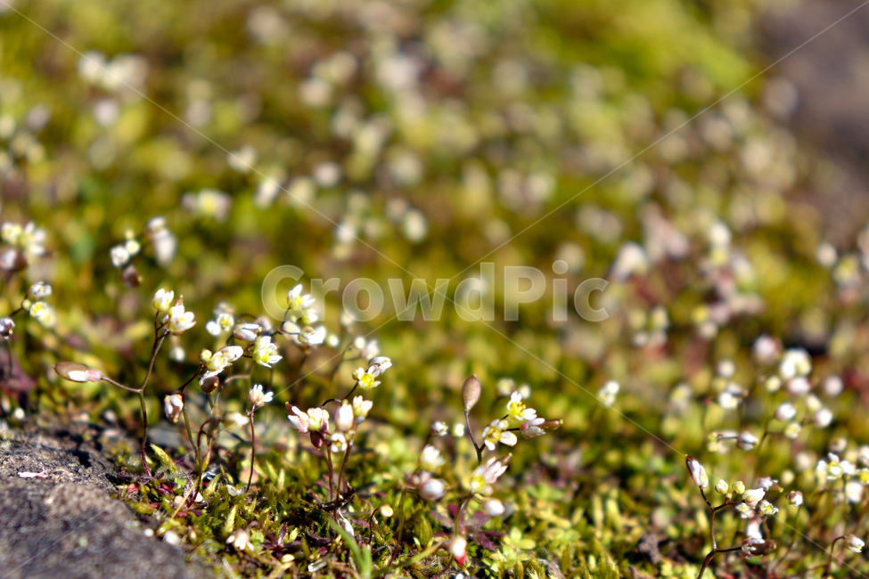 들판,봄,여름,summer,꽃,spring,자연,nature,초록,green