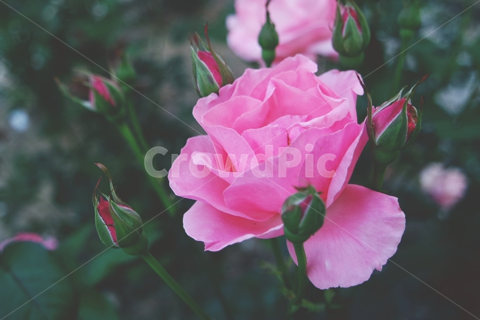 꽃,꽃사진,장미,장미꽃,장미사진,식물,자연,plants,nature,꽃,flower
