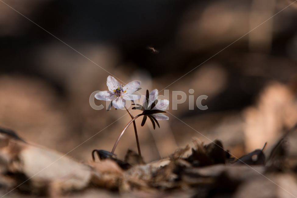 봄꽃,변산바람꽃,안강변산바람꽃,아생화,들꽃,식물,자연,plants,nature,꽃,flower