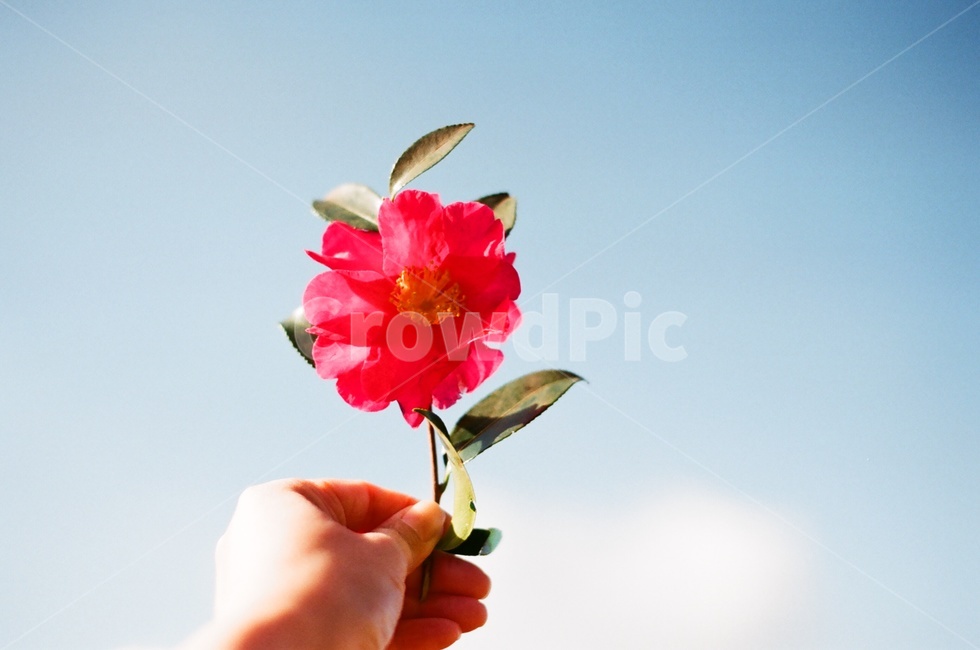 동백,동백꽃,겨울꽃,camellia,camelliaflower